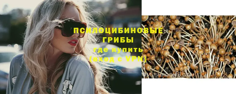 Псилоцибиновые грибы Psilocybe Котельники